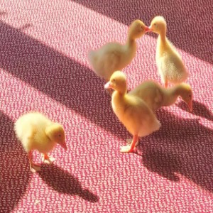 Ducklings Enjoying the Sun - Rest Home Chichester